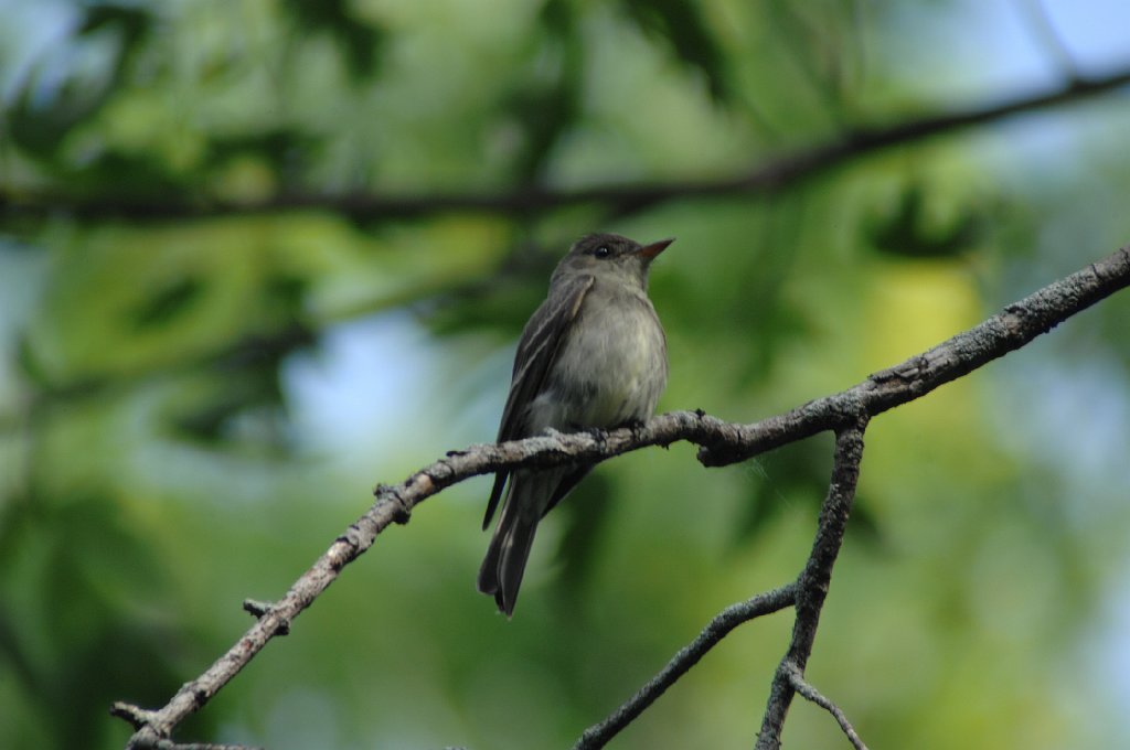 Flycatcher, Eastern Wood-Pewee, 2011-06051095 Hawkeye WMA, Eastern Wood-Pewee, IA.JPG - Eastern Wood-Pewee. Hawkeye Wildlife Management Area, IA, 6-5-2011Hawkeye Wildlife Management Area, IA, 6-5-2011